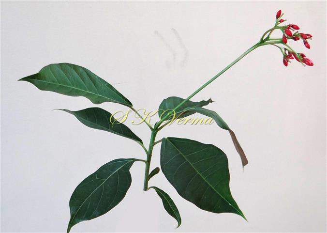  Flowering shoot